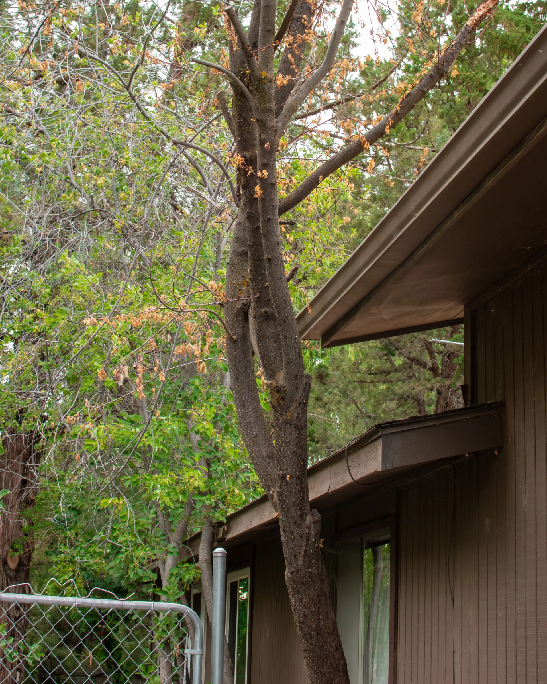 Tree to Close to roof