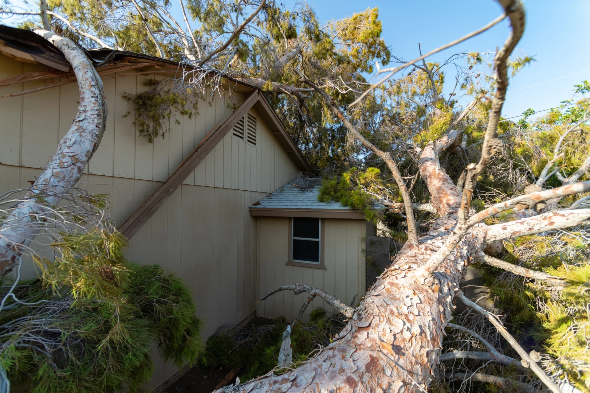 Roof Damage From Trees Repair in Ogden UT Roof Damage From Trees Repair in Ogden UT